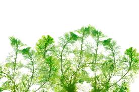 Image result for Limnophila fluviatilis