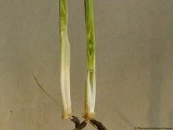 Llll➤ aktueller und unabhängiger weizenkeimöl test bzw. Wachstumsregler Regierungsprasidium Giessen Dezernat Pflanzenschutzdienst