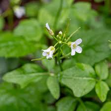 Image result for Cardamine