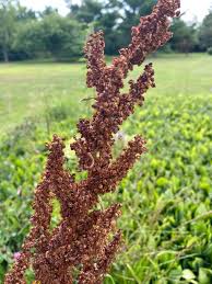 Image result for Afroligusticum runssoricum
