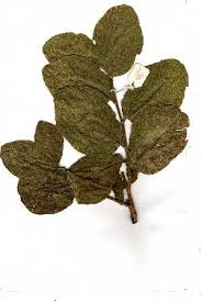 Image result for Turraea nilotica