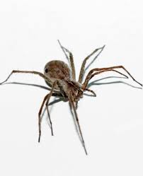 Eliminate the ones you can see, and then work on making your place a less appealing environment. How To Get Rid Of Spiders Bob Vila