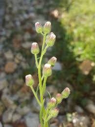 Image result for Erigeron bonariensis