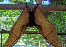 They roost deep in forest caves or high up in trees in the rain forests of the philippines. Giant Golden Crowned Flying Fox Project Noah