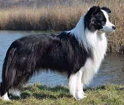 Pin By Barbara Rathmanner On Border Colli Collie Dog People Border Collie