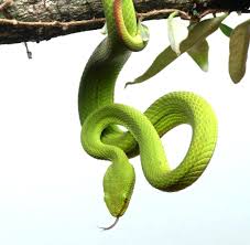 An addition by the op: Trimeresurus Salazar Schlange Nach Salazar Slytherin Aus Harry Potter Benannt Welt
