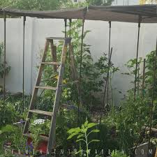 Bring frischen wind in deine garderobe mit den neuesten trends von arizona. Summer Gardening In Arizona Growing In The Garden