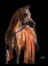 الخيل و الفروسية horse and equestrian الجــــــــواد العربـــــــى الأصيــــــــل يمتاز الخيل العربي بالجمال الفائق الذي يميزة عن بقية الخيول في العالم معنى الأصالة تعتبر الأصالة للخيل إحدى أهم
