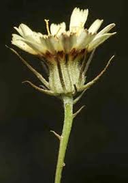 Image result for Tolpis