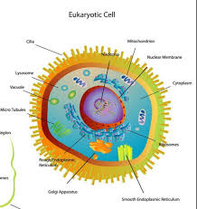 Prokaryotic cells do not have nucleus. Prokaryotic And Eukaryotic Cells Scientist Cindy