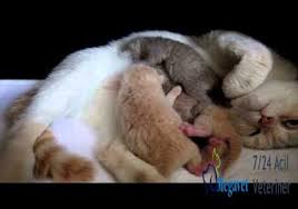 Maltepe Veteriner Acil 7 24 Acik 0216 305 3508
