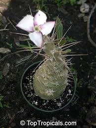 Image result for Pachypodium saundersii