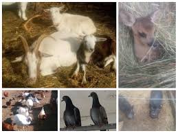 Tiere suchen ein zuhause dackel dapper retro muster dackel. A2etea7jdzpg6m