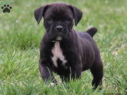 There are six females and two males. 36 Wonderful Black Boxer Dog Images And Photos