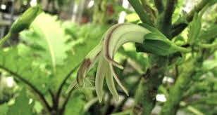 Image result for Lobelia lobata