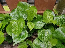 Image result for Piperaceae