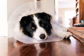 But after some point, he will get accustomed to wearing it. What You Should Know If Your Dog Needs To Wear A Cone Daily Paws
