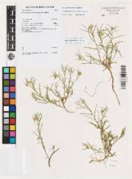 Image result for Afrohybanthus