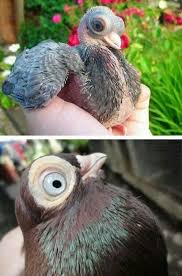 Budapest Pigeon Pigeon Breeds Cute Pigeon Funny Birds