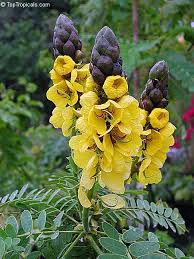 Image result for Cassia thyrsoidea