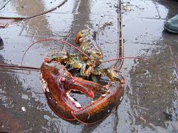 At publix, for example, the price for lobster, as of 2017, was $16.99 per pound. Fun Facts About Luscious Lobsters Noaa Fisheries