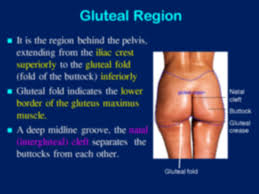 SOLUTION: Anatomy of gluteal region - Studypool