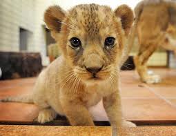 Google Image Result For Http Babyanimalz Com Blog Wp Content Uploads 2010 05 Nm Germany Baby Lion Jpg Cute Baby Animals Cute Animals Animals