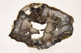 Welcome to outlaw lapidary in tombstone arizona here is a very nice 12 round from hampton butte oregon. Petrified Wood Spruce Hubbard Basin Nevada Miocene 30 Million Years Ago This Is From A Tree That Has Been Compre Plant Tissues Spruce Tree Petrified Wood