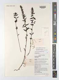 Image result for Harveya alectroides