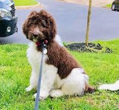 Greenfield puppies has been finding loving homes for puppies for over a decade. 170 Noble Newfiedoodles Ideas Puppies For Sale Puppies Poodle