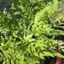 Image result for Pteris friesii