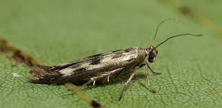 Image result for Scythris crypta