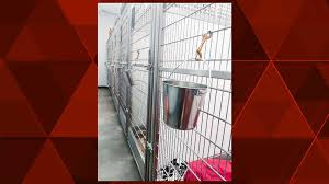 Uncover why kc pet project is the best company for you. Pet Food Company Sponsors Adoptions Of All Dogs At Kc Pet Project To Celebrate Chiefs Season