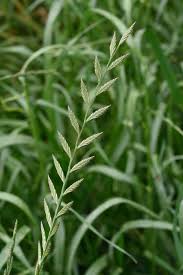 Image result for Lolium multiflorum