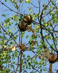 Image result for Aristolochia albida