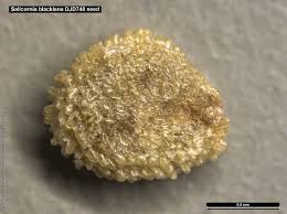 Image result for Salicornia pachystachya