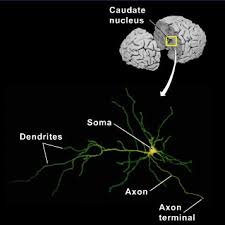 Image result for Neuron