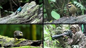 Erek erek buku mimpi 2d 3d 4d. Manuk Langka Magih Akeh Ring Erek Erek Gunung Ijen Belambangan Com