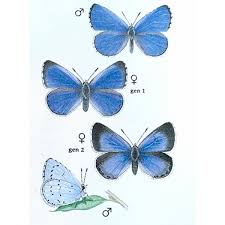 Image result for Celastrina argiolus