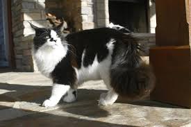 Wild looks but gentle giants. Xxl Maine Coons Worldkittens