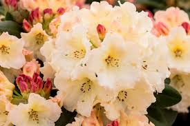 Rhododendron Horizon Monarch Rhododendron Understory Plants Evergreen Flowers