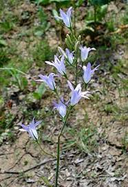 Campanula Rapunculus Wikipedia The Free Encyclopedia Trees To Plant Rapunzel Campanula