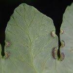 Image result for Blotiella glabra