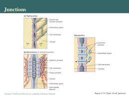 This process occurs when molecules are packed into golgi vesicles or lysosomes by the golgi and the vesicles then move into the. Ppt Chapter 3 Powerpoint Presentation Free Download Id 4149195