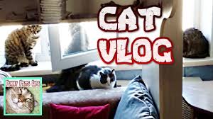 kot vlogi rebenok gladit kota koshki i pylesos koshka lizhet pakety cats baby animals pet life