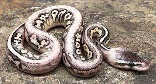 Pin On Sneks