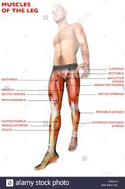 Sometimes, the way muscles interact with other muscles are incorporated into their names. Leg Muscles Name