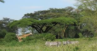 Image result for Acacia abyssinica