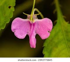 Image result for Impatiens hochstetteri