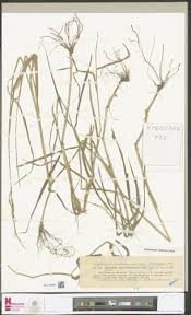 Image result for Eriochloa fatmensis